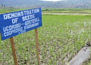 Nyarubogo Rice farmers reaping big from their cooperative