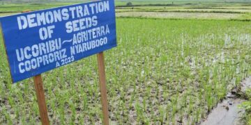 Nyarubogo Rice farmers reaping big from their cooperative