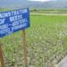 Nyarubogo Rice farmers reaping big from their cooperative