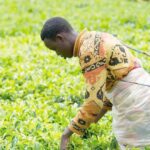 COOTHEGIM improving livelihoods of tea growers through constant support