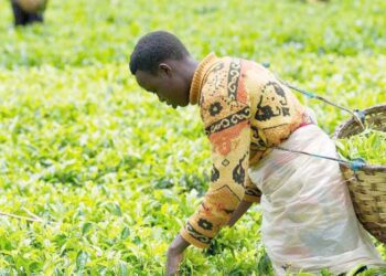 Angolans in Rwanda celebrate Independence Day amid strong diplomatic and economic ties with Kigali