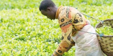 Angolans in Rwanda celebrate Independence Day amid strong diplomatic and economic ties with Kigali