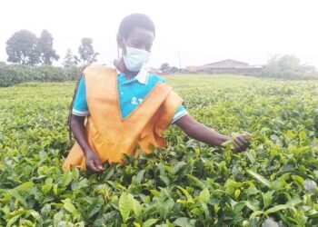 The Villageois Umucyagi improve livelihoods of tea growers