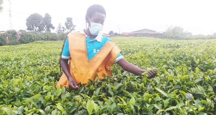 The Villageois Umucyagi improve livelihoods of tea growers