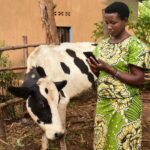 Rwanda combating Rift Valley Fever disease using mobile phones