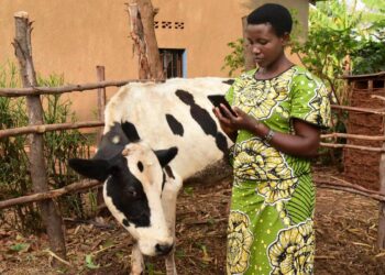 Rwanda combating Rift Valley Fever disease using mobile phones