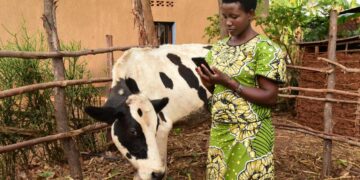 Rwanda combating Rift Valley Fever disease using mobile phones