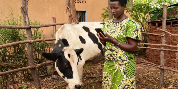 Rwanda combating Rift Valley Fever disease using mobile phones