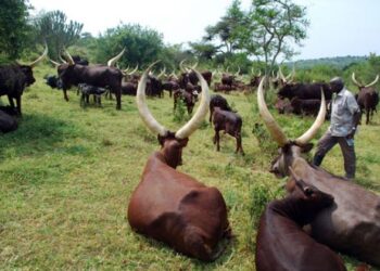 Vaccination Boosts Efforts to Curb Rift Valley Fever in Rwanda