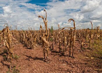 Civil Society Organisations urge global leaders to make significant reforms towards famine