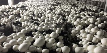 Rwandan farmers using Chinese Juncao technology to alleviate poverty