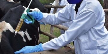 Vaccination Boosts Efforts to Curb Rift Valley Fever in Rwanda