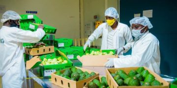 Rwanda eyes 600% avocado exports by 2026