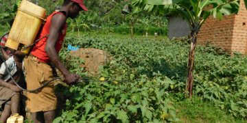 Mass media campaigns can be effective in promoting safer crop pest and disease control -study