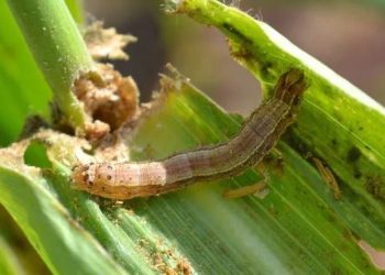 Impact of fall armyworm pest in Sub-Saharan Africa worsened by pandemic, study reveals