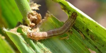 Impact of fall armyworm pest in Sub-Saharan Africa worsened by pandemic, study reveals