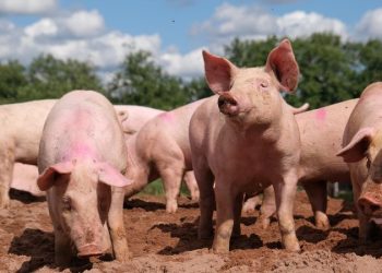 African swine fever settles into Asia