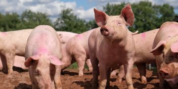 African swine fever settles into Asia