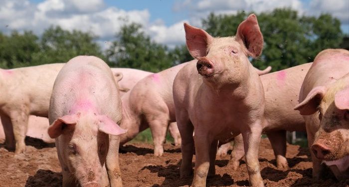 African swine fever settles into Asia