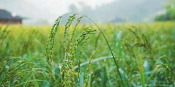 Farmers in Africa reap rewards of flood-tolerant rice