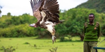 Tackling wildlife poisoning in East Africa 