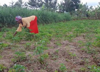 Climate Smart Agriculture helping smallholder farmers in Rwanda in the face of Climate Change
