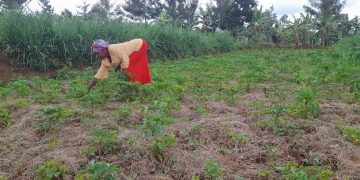 Farming Against the Climate: How Rwanda’s Smallholders Are Adapting