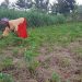 Climate Smart Agriculture helping smallholder farmers in Rwanda in the face of Climate Change