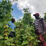 RAB, together with HarvestPlus to collaborate on biofortified beans 