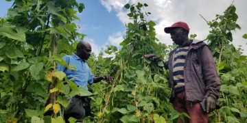Climate Smart Agriculture helping smallholder farmers in Rwanda in the face of Climate Change