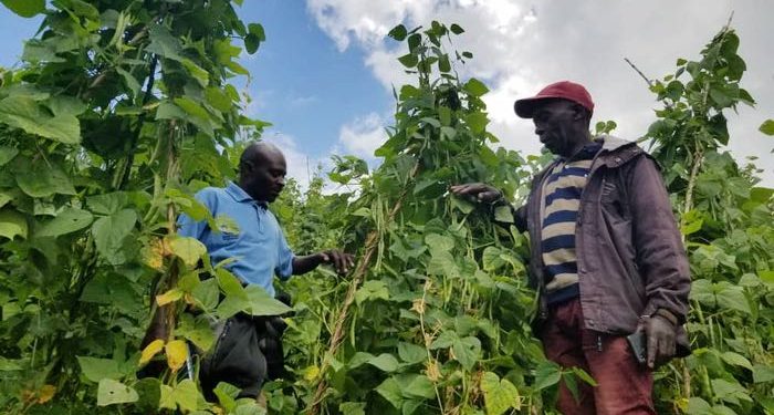 Climate Smart Agriculture helping smallholder farmers in Rwanda in the face of Climate Change