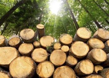 Kenya: Ruta lifts a six-year ban on logging