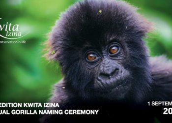 Gorilla Naming Ceremony slated for first September in Kinigi