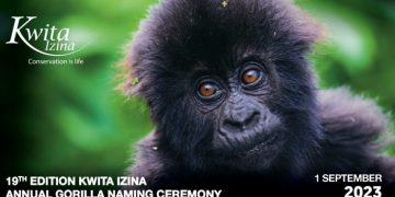 Gorilla Naming Ceremony slated for first September in Kinigi