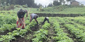 GMO or Non GMO? Farmers will have to make a fateful choice