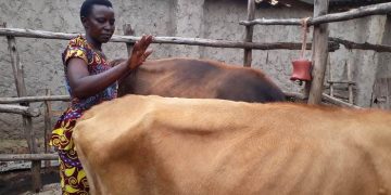 Activities call for animal welfare discussions at Africa Climate Change Summit