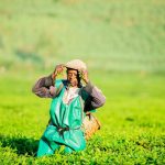 Silverback Tea Company’s Pfunda estate empowers communities around