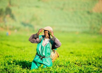 Silverback Tea Company’s Pfunda estate empowers communities around