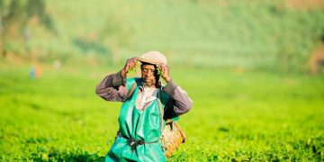 Silverback Tea Company’s Pfunda estate empowers communities around