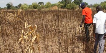 Global warming threatens Africa’s development – UNECA