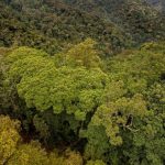 COP28: Rwanda turns to indigenous trees for boosting carbon capture to enhance climate resilience