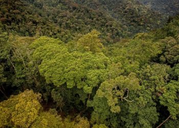 COP28: Rwanda turns to indigenous trees for boosting carbon capture to enhance climate resilience