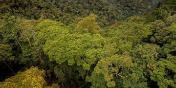 COP28: Rwanda turns to indigenous trees for boosting carbon capture to enhance climate resilience
