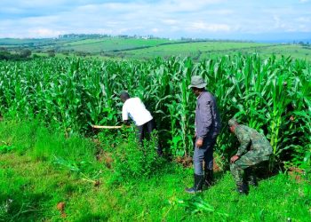 Nyagatare’s Transformation: From History to Livestock and Agricultural Powerhouse