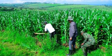 Nyagatare’s Transformation: From History to Livestock and Agricultural Powerhouse