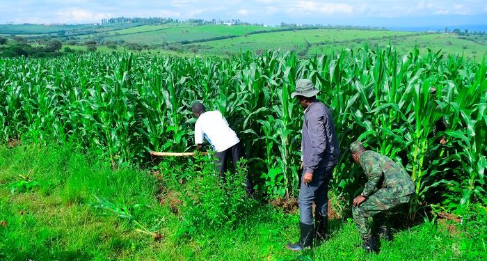 Nyagatare’s Transformation: From History to Livestock and Agricultural Powerhouse