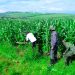 Nyagatare’s Transformation: From History to Livestock and Agricultural Powerhouse