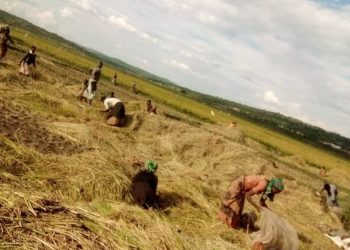 Seeds of Hope: CO-DERVAM Cooperative thrived against all odds