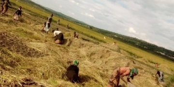 Seeds of Hope: CO-DERVAM Cooperative thrived against all odds