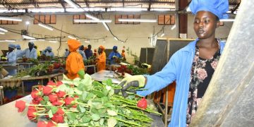 Bella Flowers Plans a Strategic Market Growth Expansion